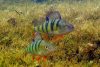 Рыба окунь: описание с фото, виды, чем питается, где обитает