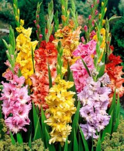 Гладіолуси — дивовижні садові квіти