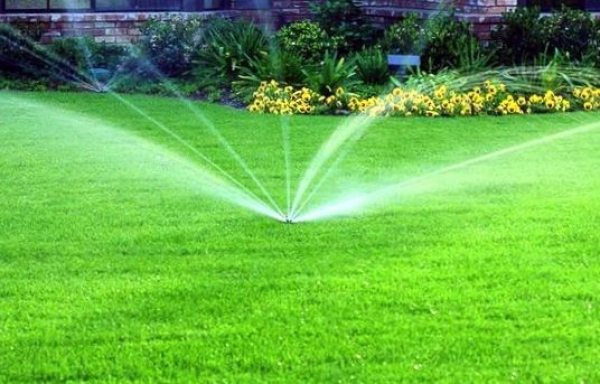 Як правильно поливати газон