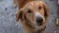 Голливудские звёзды шокированы издевательством над собакой на съёмках. Видео