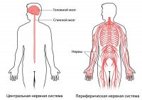 Полинейропатия - что это такое?