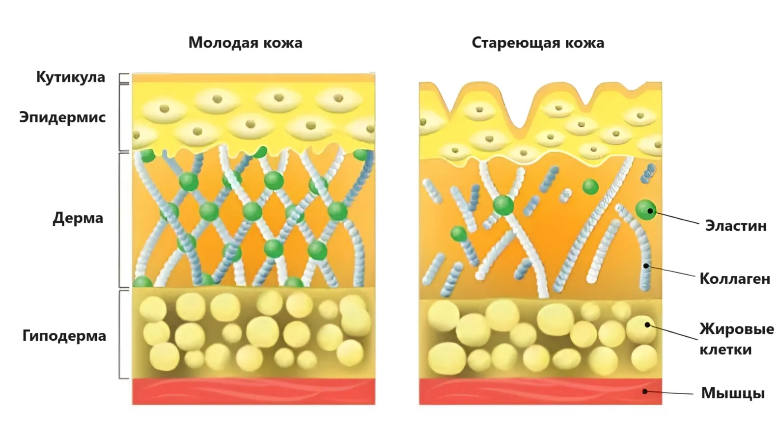 В каких продуктах содержится коллаген?