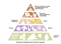 Альтернативы животному белку: руководство для растительного питания