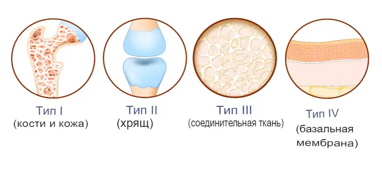 В каких продуктах содержится коллаген?