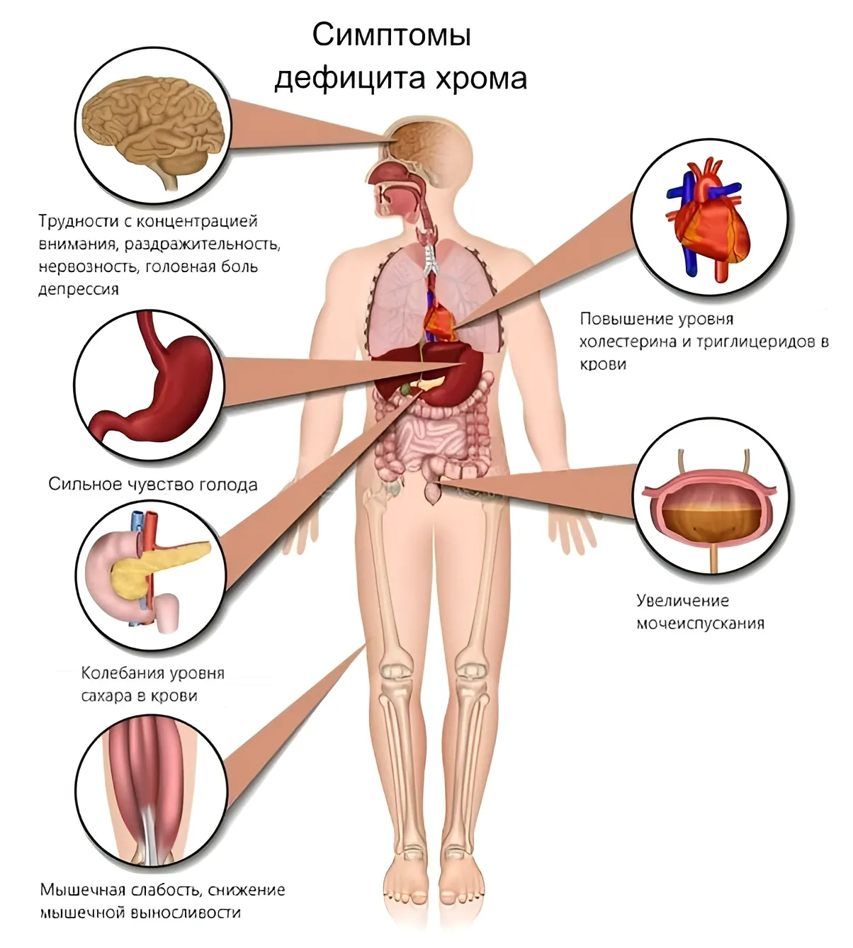 Зачем хром организму?